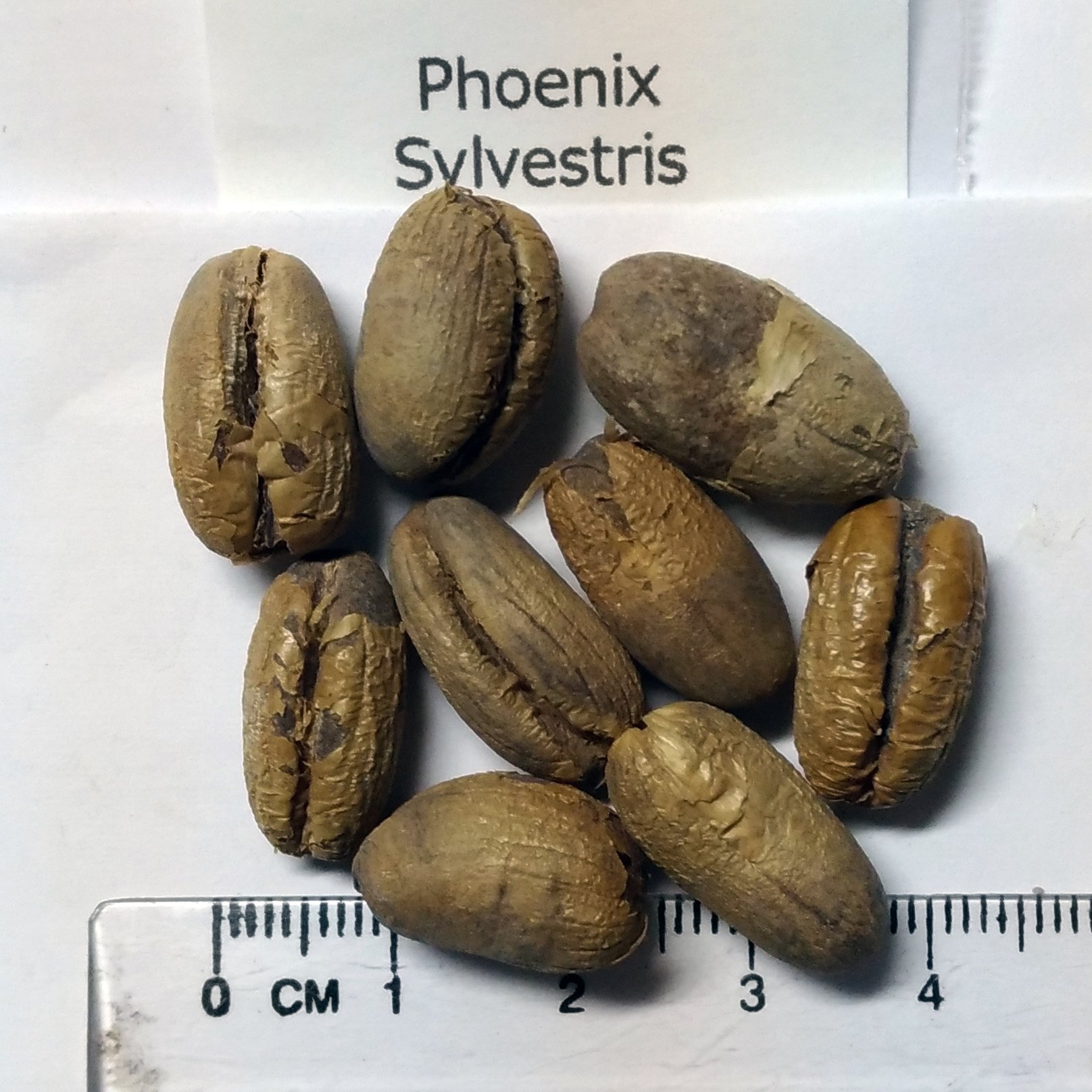 Amazon｜【観葉植物／種子】Phoenix Sylvestrisフェニックス